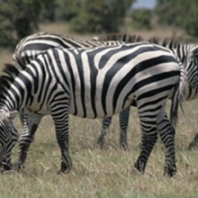 Zebras in field in Kenya.