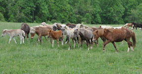 Semi-feral herd maintained for scientific observation at the New Bolton Center