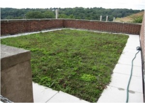 Here is the green roof on top of Acopian Engineering Center. A student team researched the possibility of installing more garden systems on campus and in Easton.
