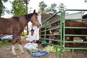 Zhe (Jason) Sheng '15 does some chores at Helen Hutchens' ranch in Colorado.