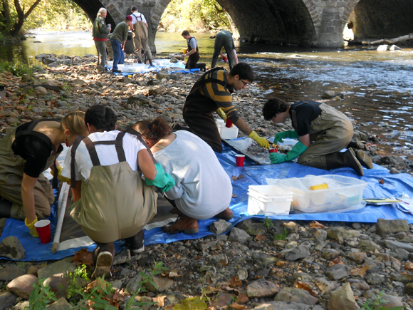 Students in Professor Art Kney’s Intro to Environmental Engineering and Science course examine macroinvertebrates gathered from the Bushkill Stream. Photo by Art Kney