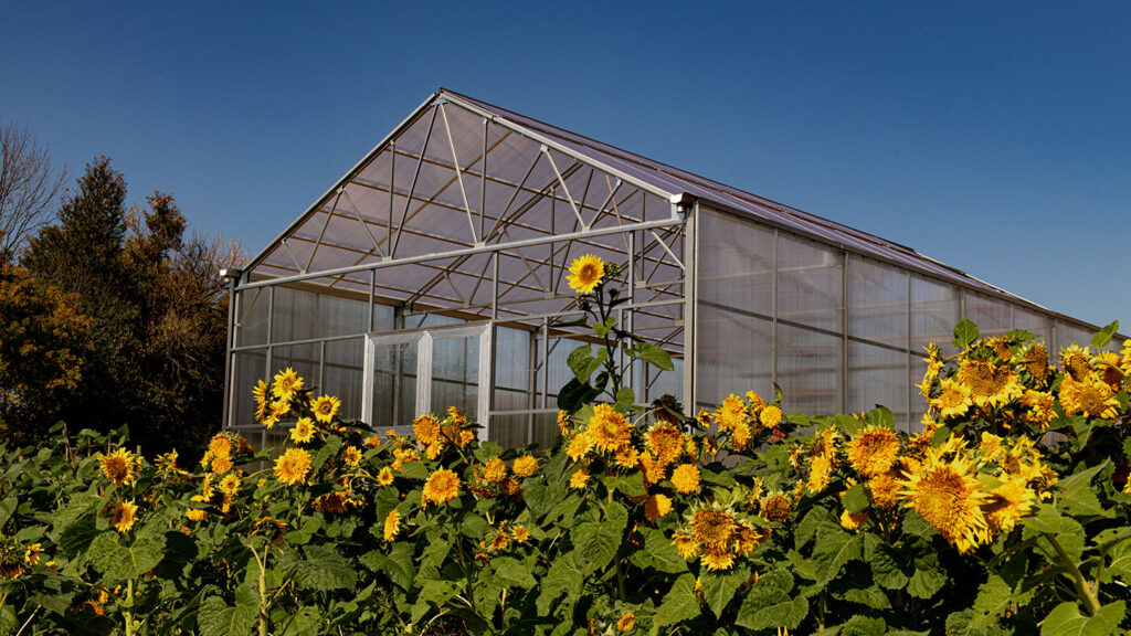 sunflowers bloom in front of the new greenhouse onLaFarm