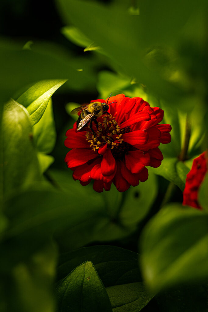 A bee on a bright red flower.