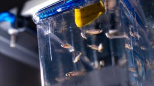 Close up of zebrafish swimming in a tank in a Lafayette biology lab