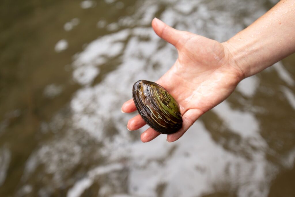 An alewife floater, one of the freshwater mussel species being reintroduced into the Bushkill Creek. | Photo by Adam Atkinson