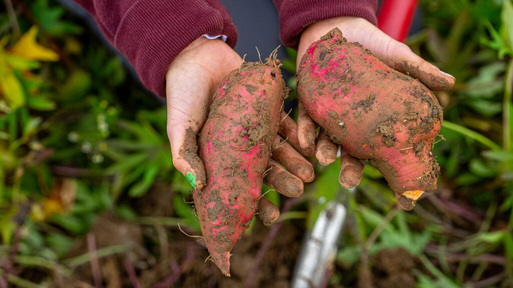 A pair of hands is shown holding sweet potatoes dug fresh from the ground at LaFarm.