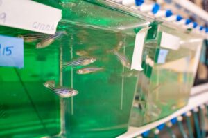 Zebrafish in a green container