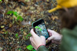 A person takes a photo of a plant with their phone