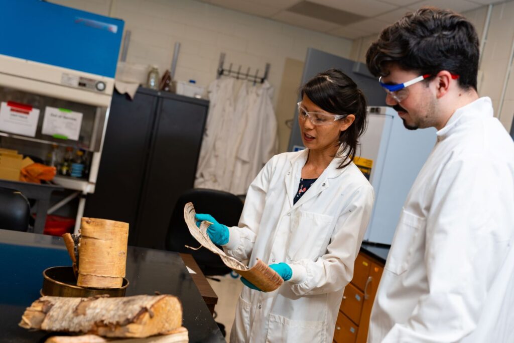 Lindsay Soh and John Oramas ’27, prepare to harvest betulin from birch bark.
