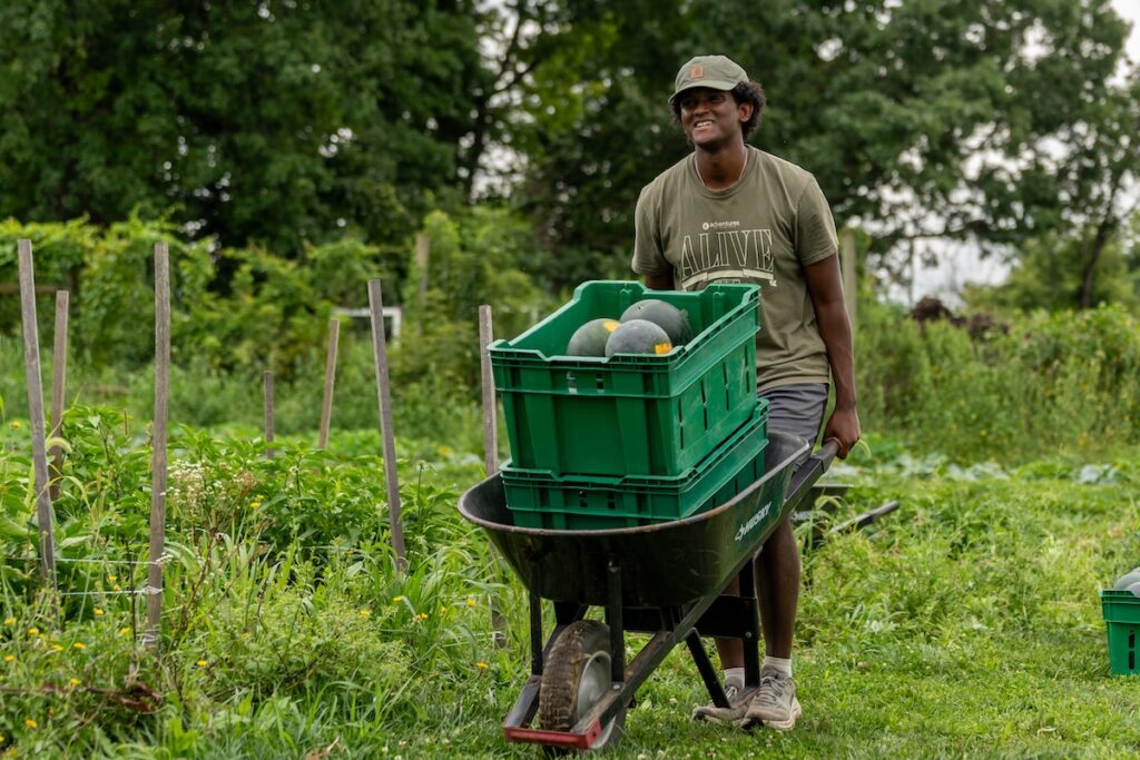 A student volunteer pushes a wheelbarrow full of watermelon at LaFarm.