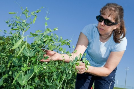 Marilyn Reiter, wife of Cliff Reiter, professor of math, works on her snow peas.