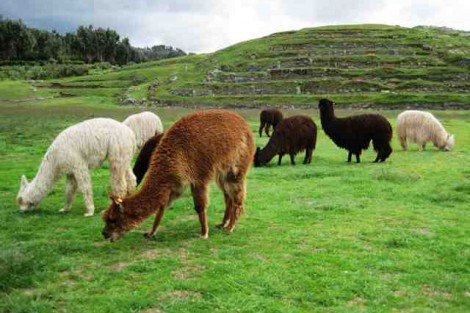 Alpacas and llamas