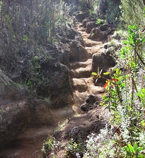 The Lemosho route to Mti Mikubwa in the moorlands, 2,750 m before the Shira Plateau, after passing through rainforest but before the alpine desert.
