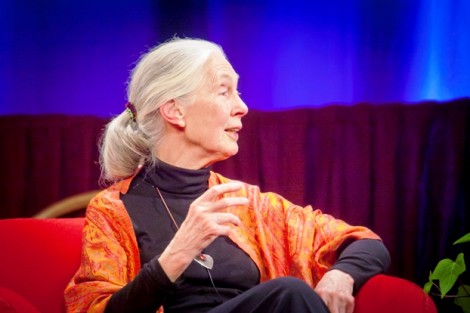 Jane Goodall responds during the question-and-answer session. 
