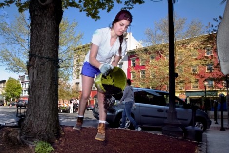 Charlotte Phillips '15 pours fresh topsoil near a tree in Easton's Center Square.