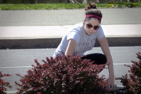 Melissa Allen '15 helps plant small shrubs along the median on Larry Holmes Drive.