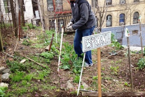 Steve Chapman ’03 helped clean up the Roberto Clemente Community Garden for New York Cares Day.