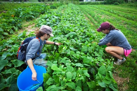 Joseph Ingrao '16 and Kelly Carpency '16 harvest vegetables.