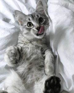 Leo the cat sticks out his tongue while lying on a pillow.