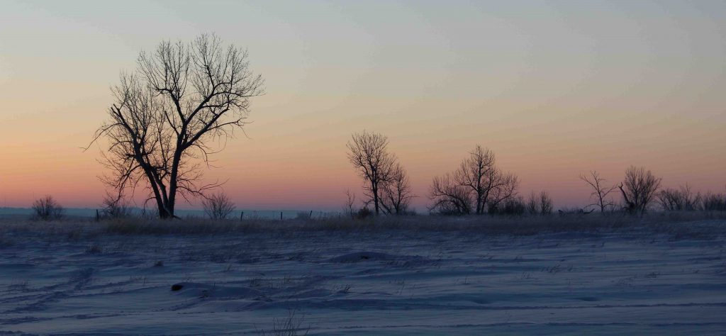 Barren trees in the Badlands, South Dakota