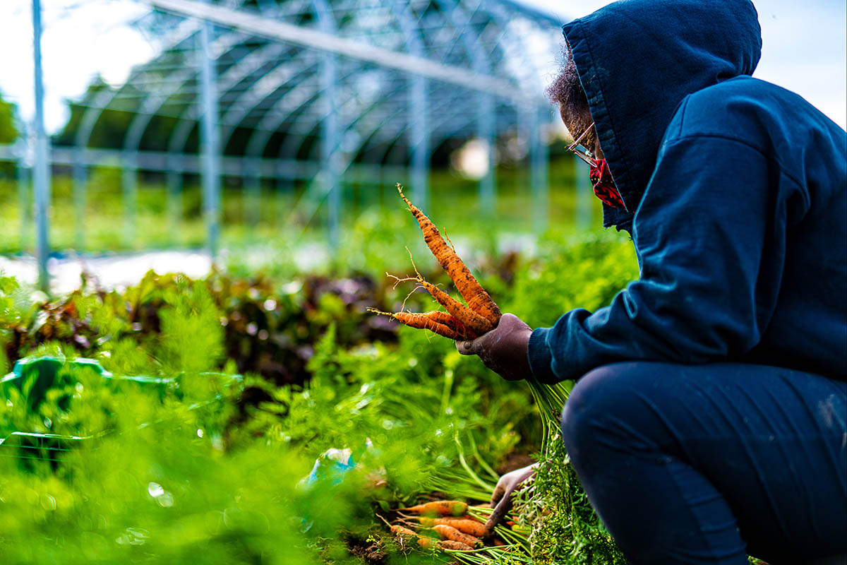 A student picks carrots, wearing a mask.