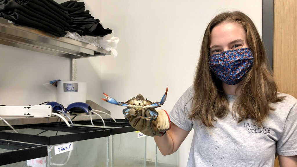 Katie Kavanagh wears a mask and holds a crab in a lab