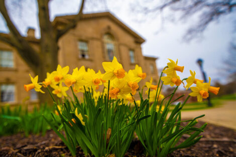 Yellow flowers outside of Kirby Hall of Civil Rights