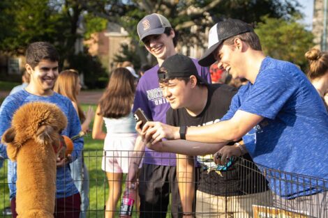 students gather around a llama in a pen on the Quad and take its photo