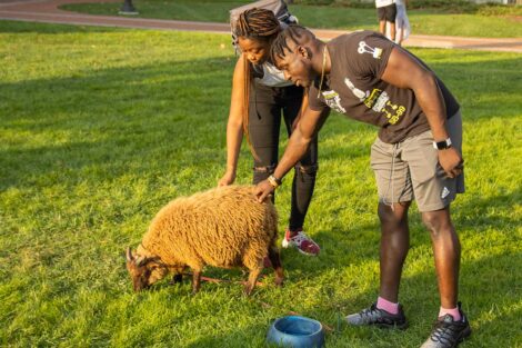 two students pet sheep on the Quad