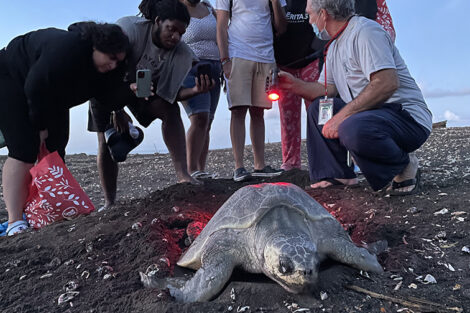 Students watch sea turtles nesting at Ostional Wildlife Refuge, Study Abroad Fall 2021
