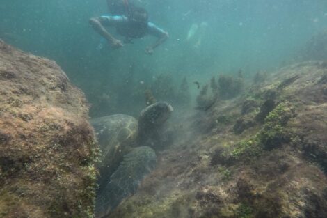 Darien Price '22 swims in the Galapagos Islands during the Fall 2021 SIT Study Abroad Ecuador program