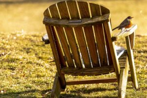 a robin sits perched on an Adirondack chair on the Quad