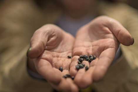 outstretched hands hold sunflower seeds