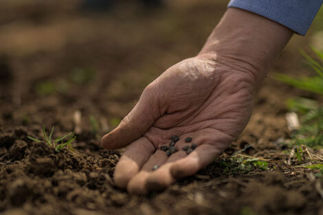 a hand holds seeds in a dirt garden bed