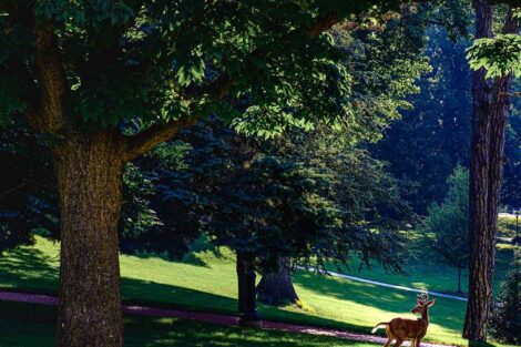 a young buck stands on campus on green grass and under a canopy of trees