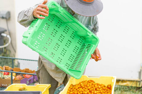 a farm worker dumps a pallet of cherry tomatoes