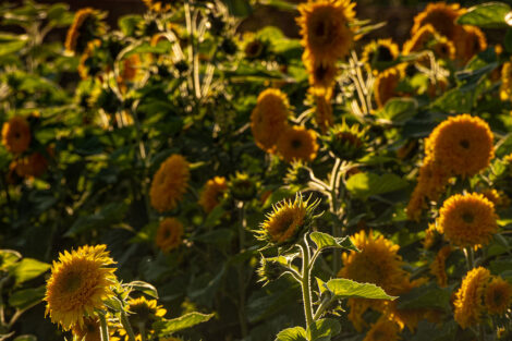 Rows of sunflowers at LaFarm.