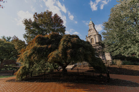A large tree in front of Colton Chapel
