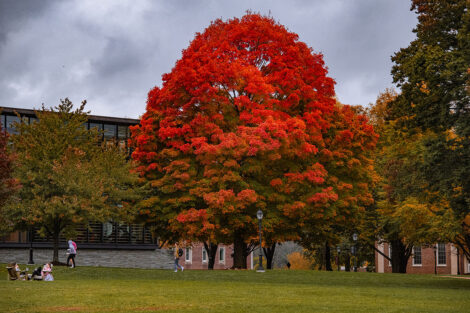 A bright red tree in front of Skillman Library