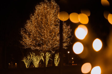 Trees around the Quad illuminated with lights.