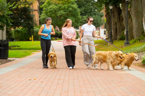 Three students walk three dogs on the Quad.