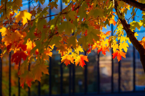 Orange and yellow leaves in front of Skillman Library.