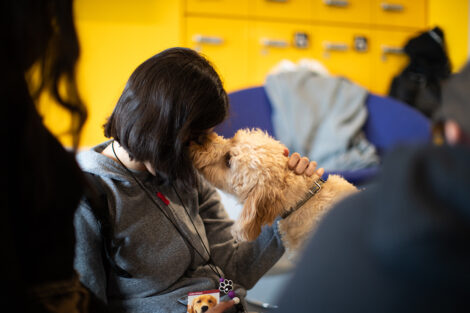 A student gets kisses from a dog.