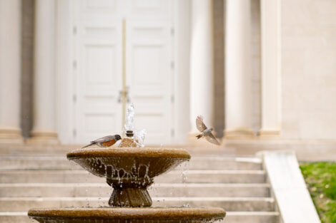 A two tiered fountain sits in front of a chapel. In the fountain is a bathing Robin. Just outside the fountain another unidentified bird can be seen flying away.