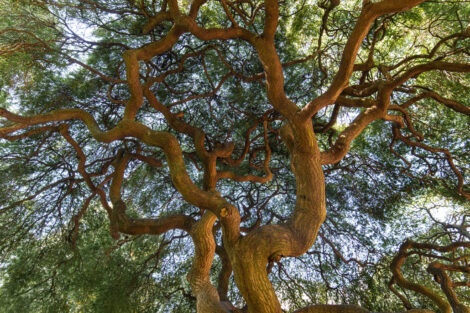 A wide angle, ants-eye view of a Japanese Maple tree.