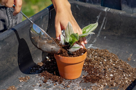 A student adds dirt to their plant