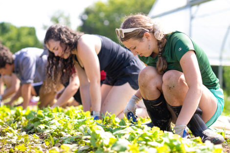 Students tend to produce at LaFarm.