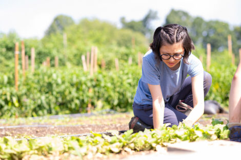 Students tend to produce at LaFarm.