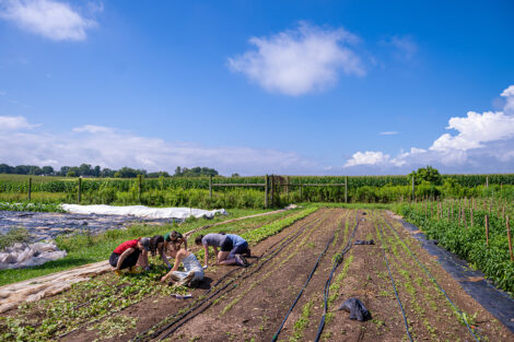 Students tend to produce at LaFarm.