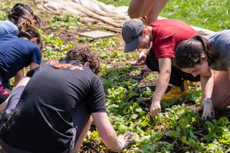 Students tend to produce at LaFarm.